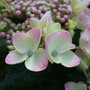Hydrangea macrophylla 'Teller' (Hydrangea macrophylla (Hortensia))