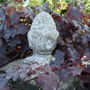 Vitis vinifera 'Purpurea' (Vitis vinifera 'Purpurea')