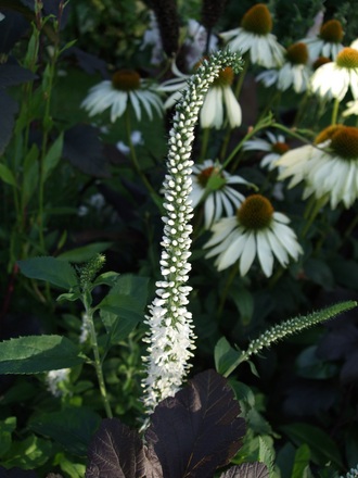 Veronica spicata 'Icicle' (Veronica spicata (Aehriger Ehrenpreis))