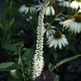 Veronica spicata (Aehriger Ehrenpreis)