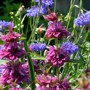 Monarda 'Bergamo'
