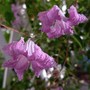 Clematis