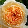 David Austin Rose 'Crown Princess Margareta' (Rosa 'Crown Princess Margareta')