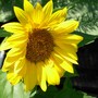 Sunny Sunflower