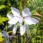 Gaura