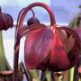 Sarracenia purpurea flower (Sarracenia purpurea purpurea)
