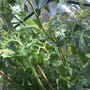 2009_tomatoes_25 June