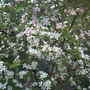 2009_blossom_24_April