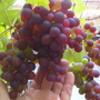 nice bunch eh! (Vitis vinifera (Grape vine))
