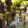 can you see em better now theyre darkening (Vitis vinifera (Grape vine))