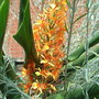 Hedychium 'Tara' - 2009 (Hedychium 'Tara')