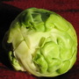 brussel sprout