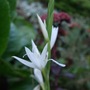 Schizostylis coccinea 'Alba' (Schizostylis coccinea (Kaffir Lily))