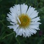 Aster__herbstschnee__a