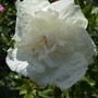 Hibiscus syriacus 'White Chiffon' (Hibiscus syriacus (Gurhul))