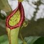 Nepenthes @ RBG Kew