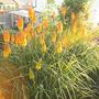 Kniphofia caulescens (Red hot poker) (Kniphofia caulescens (Red hot poker))