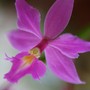Epidenrum orchid (Epidendrum sp.)