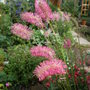 Sanguisorba hakusanensis - a photo for Indy.