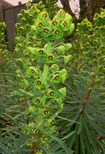 Another plant to have near water (Euphorbia characias ssp. wulfenii (Spurge))