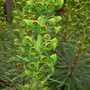 Euphorbia_characius_ssp