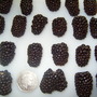 against a 50p for scale (Rubus fruticosus (Blackberry))