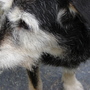 Ding (dostoyevsky)magee (dingo for short) (Rubus fruticosus (Blackberry))