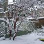Garden with snow