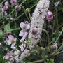 Actaea_simplex__brunette_