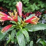 Alstroemeria psittacina