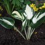 Hosta 'Fire and Ice' (Hosta)