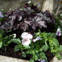 Heuchera 'Blackberry Jam' (Heuchera)