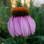 Purple coneflower ~ Echinacea grown from seed this year.  (Echinacea purpurea (Coneflower))