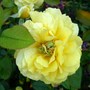 Proliferation on Toulous Lautrec rose bloom (Rosa 'Meirevolt' "Toulouse-Lautrec")