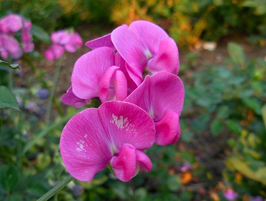 Perennial Sweet Pea flowering from seed planted this spring. (Lathyrus latifolius)