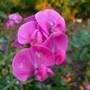 Everlasting_sweet_pea