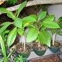 Plumeria