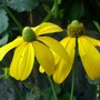 Rudbeckia lacinata 'Autumn Sun' aka 'Herbstsonne' (Rudbeckia laciniata (Cutleaf Coneflower))