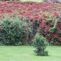 Garage covered in Virginia Creeper (Parthenocissus quinquefolia)