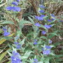 Caryopteris x clandonensis 'First Choice' - 2009 (Caryopteris x clandonensis)