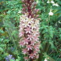 Eucomis 'Sparkling Burgundy' (Eucomis 'Sparkling Burgundy')