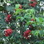 Sorbus aucuparia 'Fastigiata' (berries) (Sorbus aucuparia 'Fastigiata')
