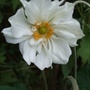 Anemone_x_hybrida__whirlwind_