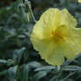 Helianthemum 'Wisley Primrose' (Helianthemum)