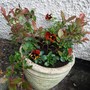 Another replanted pot. (Photinia)