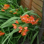 hellebores___cyclamen_004.jpg