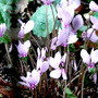 hellebores___cyclamen_005.jpg