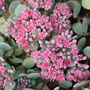 Sedum 'Ruby Glow' (Sedum)