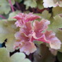Heuchera 'Marmalade' (Heuchera)