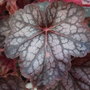 Heuchera 'Regina' (Heuchera)